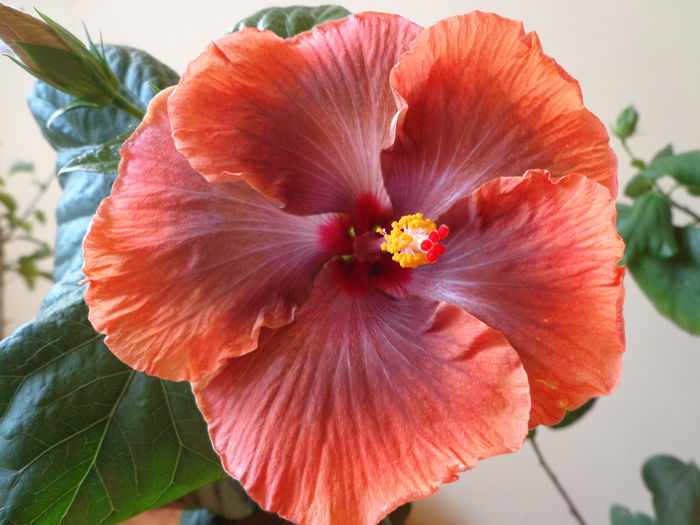 DSC05404 - HIBISCUS  TAHITIAN  SOPHISTICATION