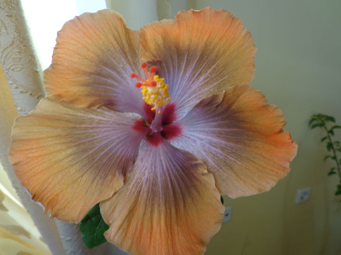 DSC05554 - HIBISCUS  TAHITIAN  SOPHISTICATION