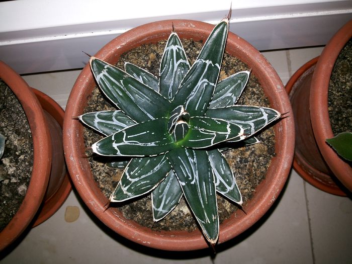 8 Agave victoriae reginae