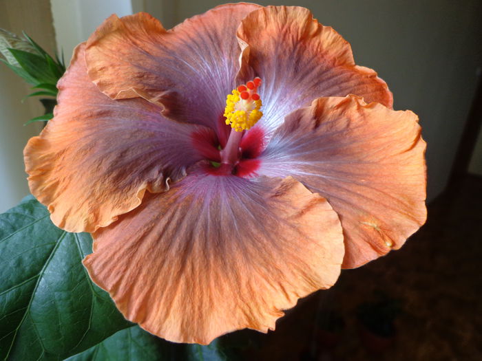 DSC05417 - A-HIBISCUS 2015-1