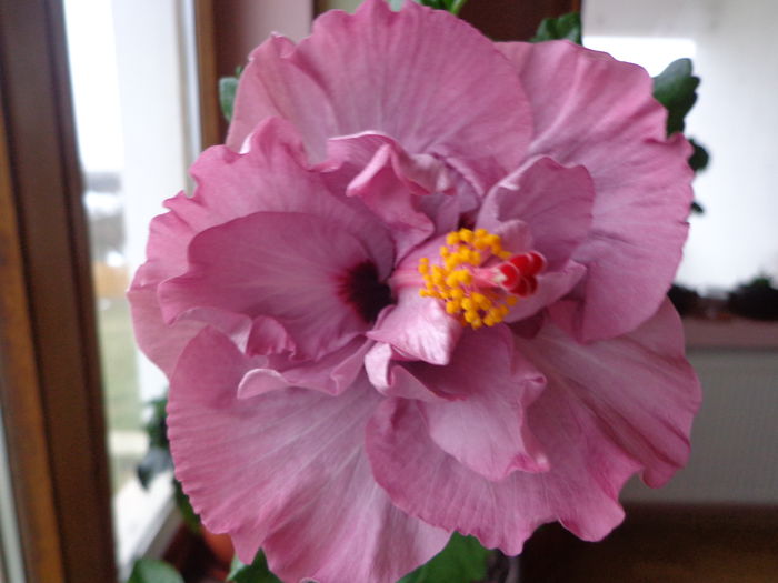 DSC05594 - A-HIBISCUS 2015-1