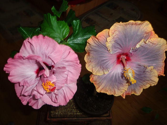 I. Beard ,Creole Lady - A-HIBISCUS 2015-1