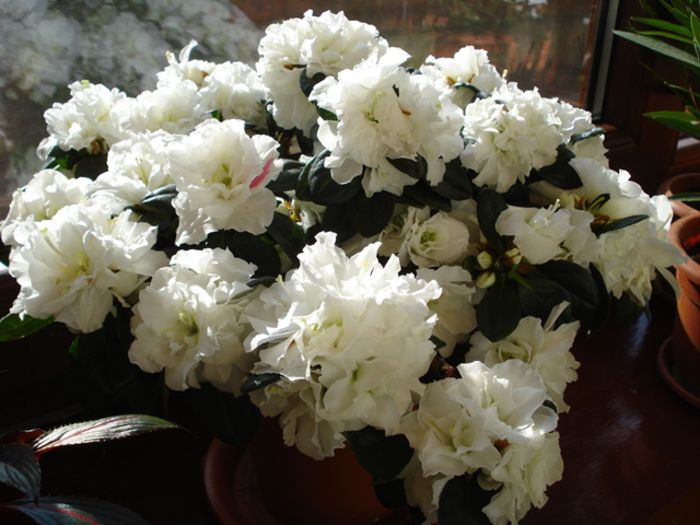 inceput de martie (6) - b 2015 - in interior