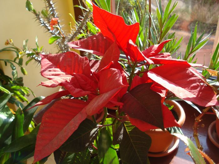 inceput de martie (7) - b 2015 - in interior