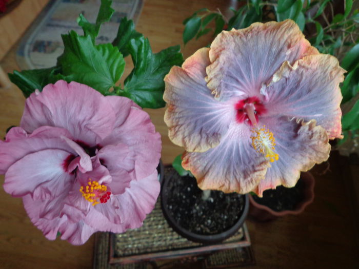 DSC05626 - A-HIBISCUS 2015-1