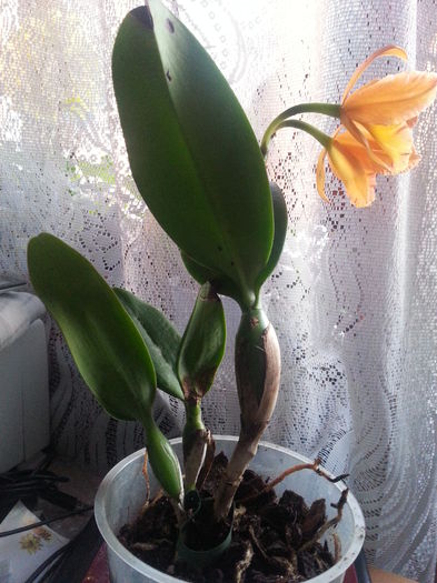 1 - De vinzare orhidei