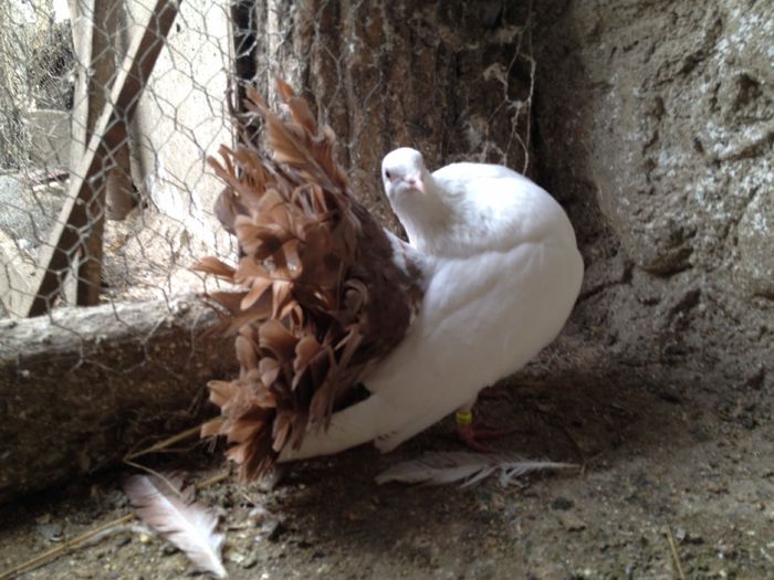 IMG_2253 - 23_VOLTATI ALBI COZI COLORATE