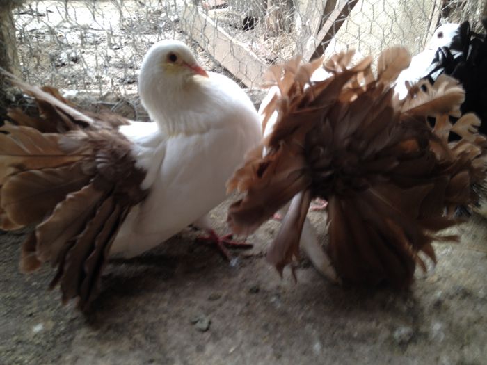 IMG_2267 - 23_VOLTATI ALBI COZI COLORATE