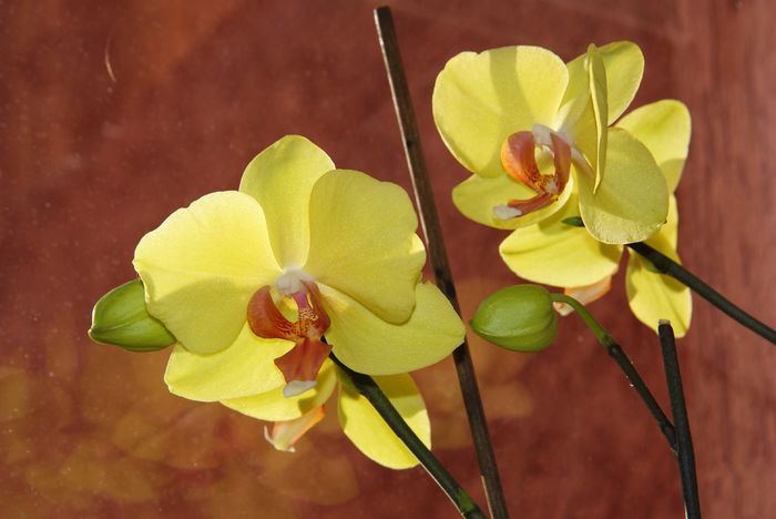 Yellow Red Lip - Phalaenopsis