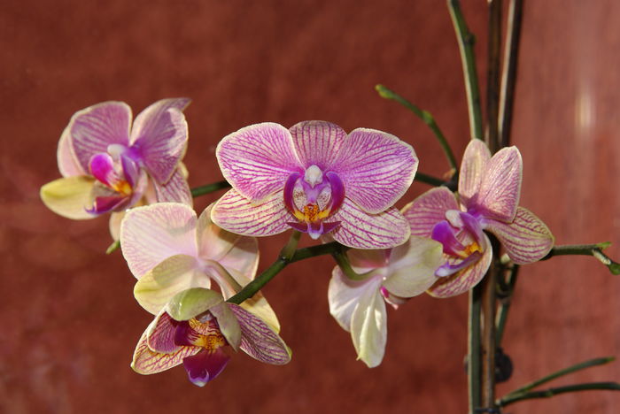 DSC03336 - Phalaenopsis