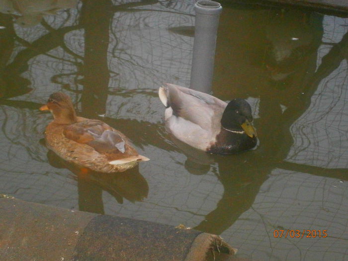 mascul din rosie si pestrit - Rate Pitice Caal Duck