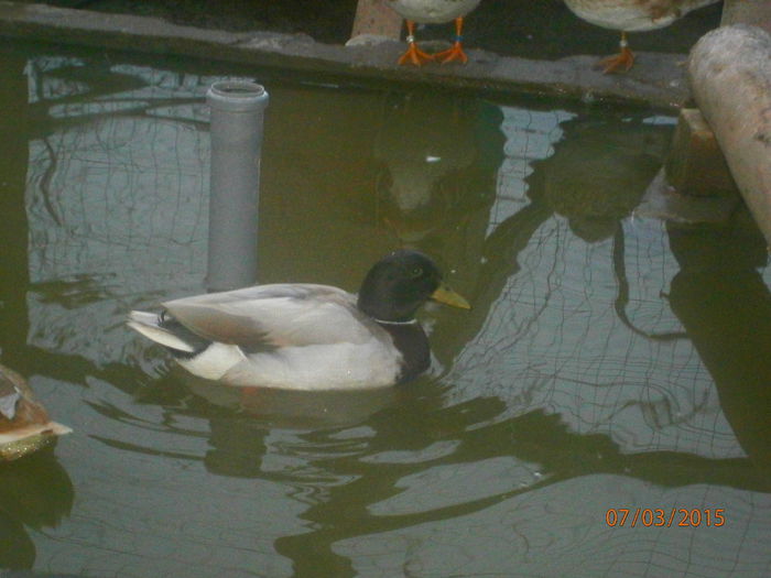 P3070956 - Rate Pitice Caal Duck