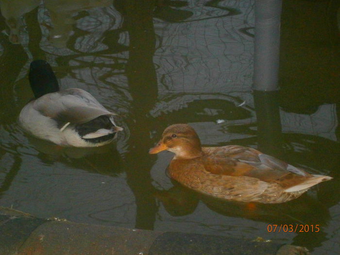 rata cea batrana - Rate Pitice Caal Duck