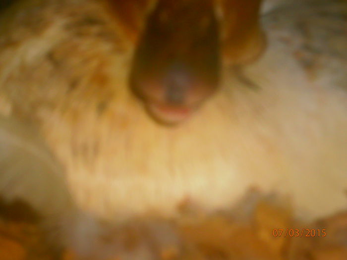 sta cuminte la locul ei - Rate Pitice Caal Duck