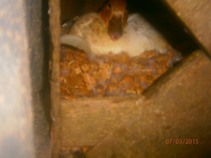 ea sa grabit sa fie mama - Rate Pitice Caal Duck