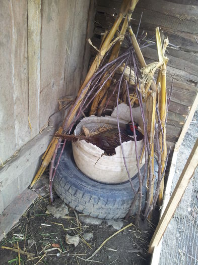 20150307_153903 - Fazani 2015