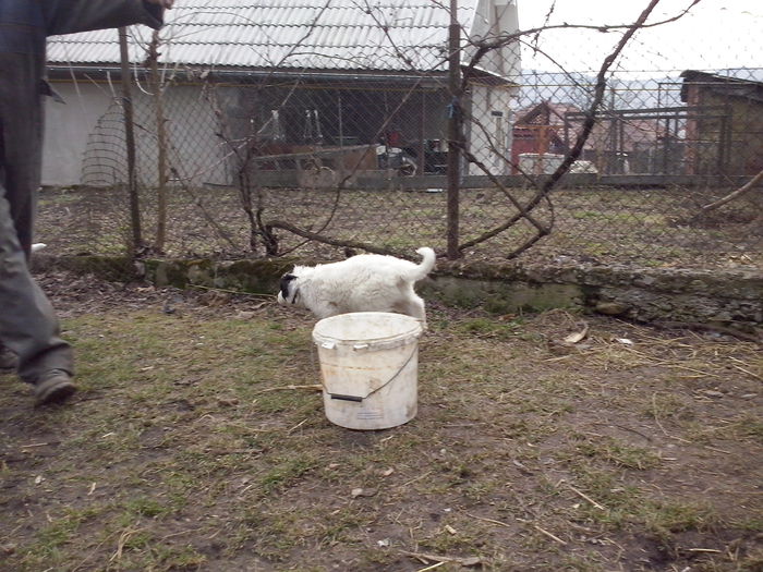 CAM04458 - ciobanesti de bucovina