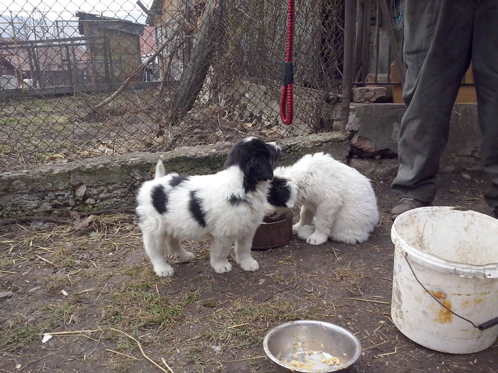 CAM04482 - ciobanesti de bucovina