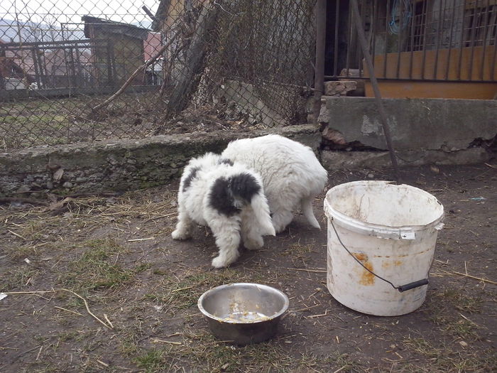CAM04487 - ciobanesti de bucovina