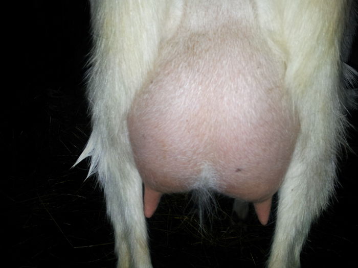 CRISTINA NOBILA GERMANA