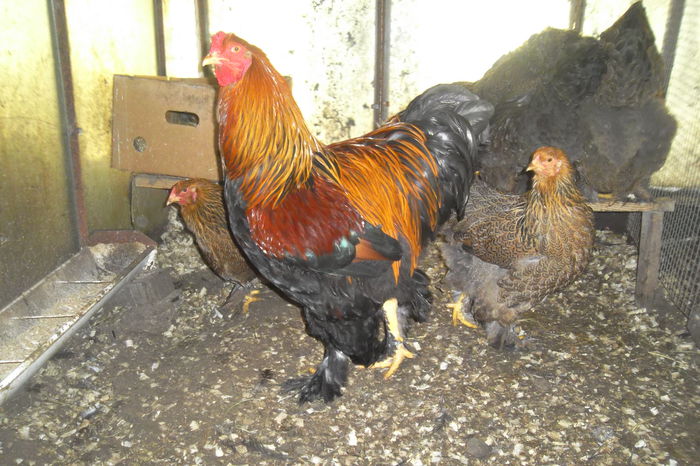 SAM_4712 - Fam 2 Brahma Potarnichiu