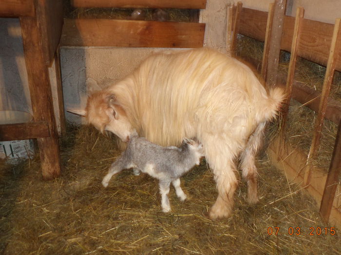 A fatat si Albaneza - FATARI ALPINELE-2015-IEZISORII