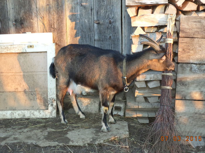 Negruta e speriata-4