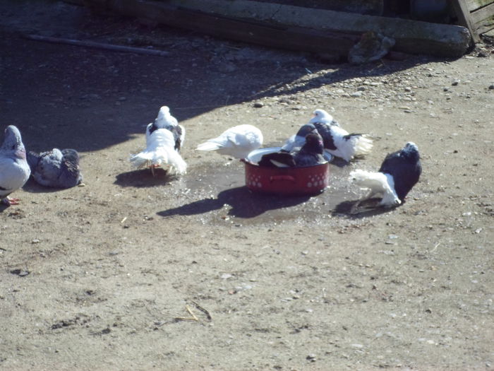 SAM_0049 - la gramada