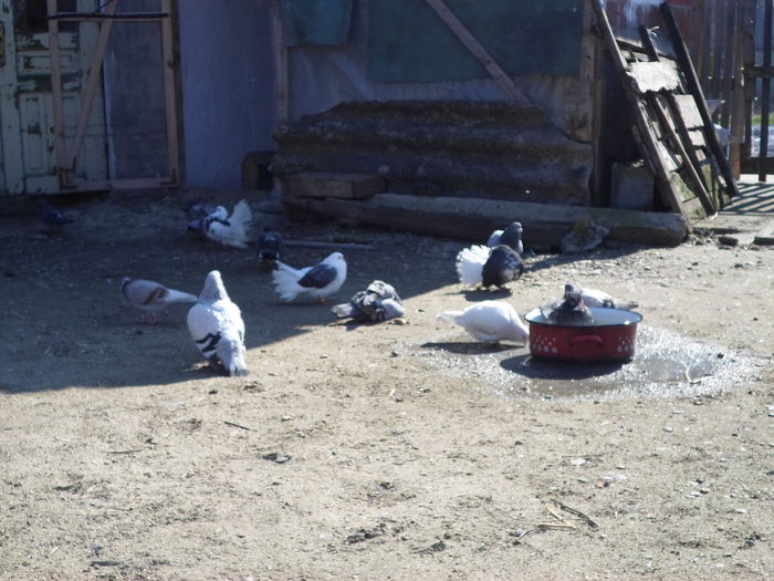 SAM_0051 - la gramada