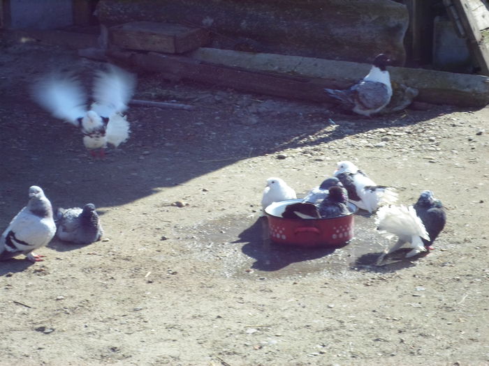 SAM_0048 - la gramada