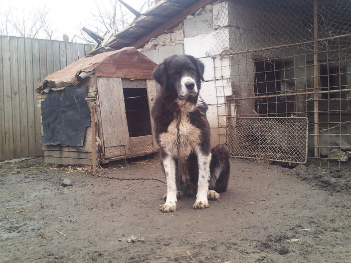 20150301_110756 - Ciobanesc Romanesc De Bucovina