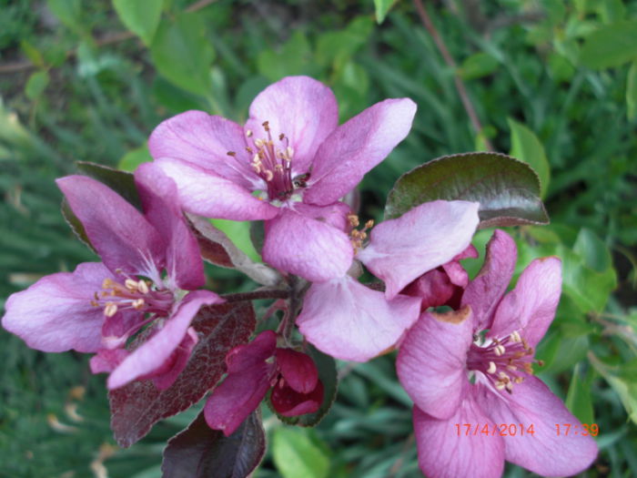 Flori Deosebite Si Rare