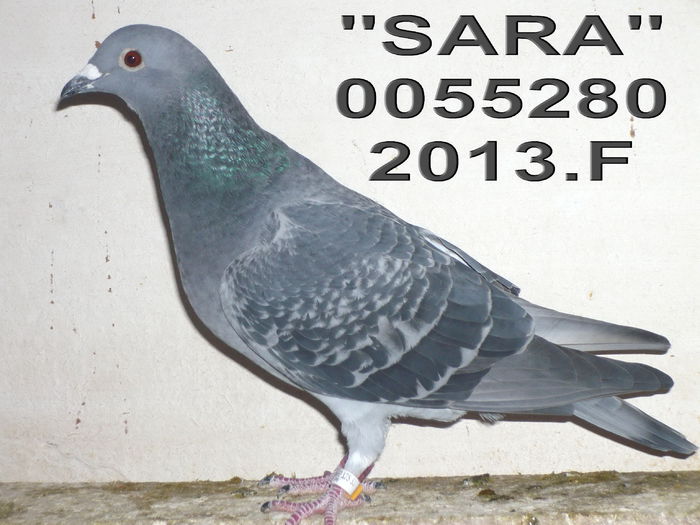 13.0055280.F SARA - 1-Matca-2015