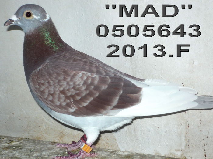 13.0505643..F mad - 1-Matca-2015