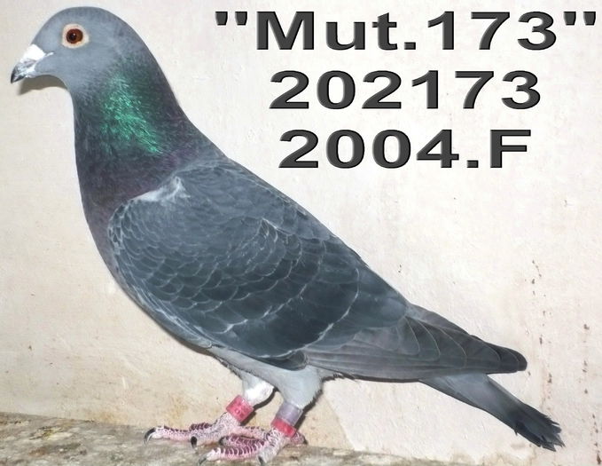 04.202173.2.F Mut d - 1-Matca-2015