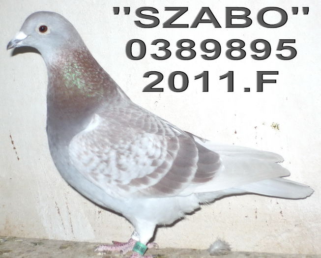 11.0389895.F szab - 1-Matca-2015