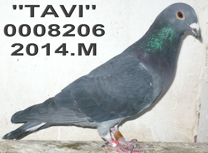 14.0008206.M TAVI - 1-Matca-2015