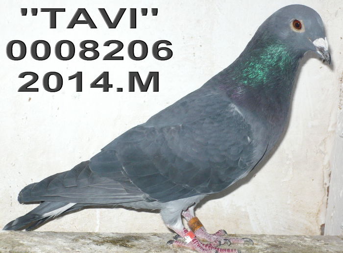 14.0008206.M TAVI