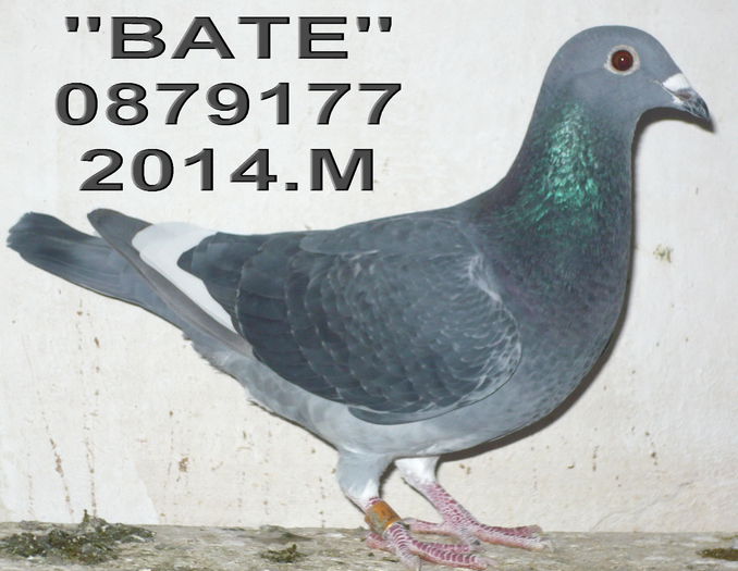 14.0879177.M.- BATE