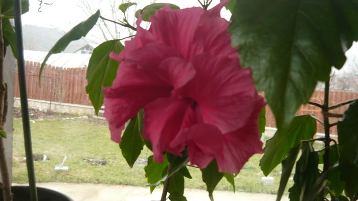 009 - Hibiscus 2015