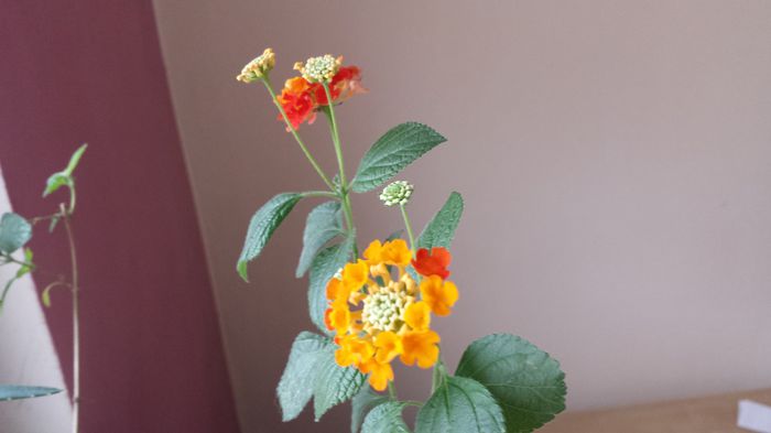 20150307_081121 - Lantana