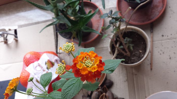 20150307_081201 - Lantana