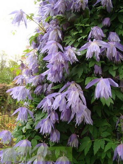 clematis maidwell hall
