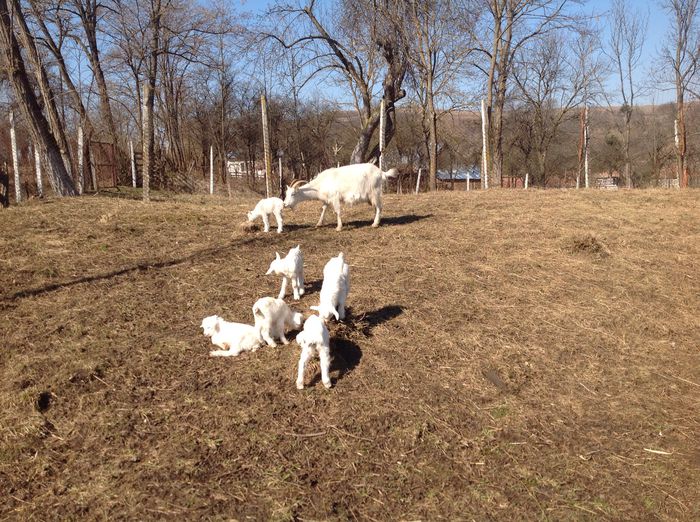 image - www primii ieduti 2015 si matusele capritze