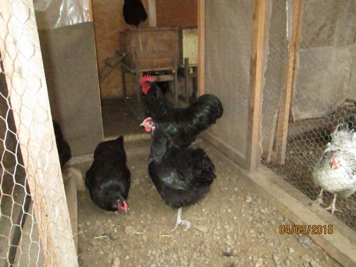 familie australorp