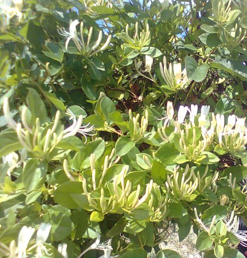 LONICERA