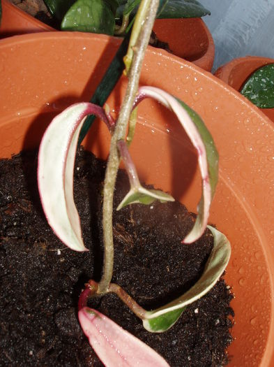 P1010027; lastari de hoya care deja inmuguresc
