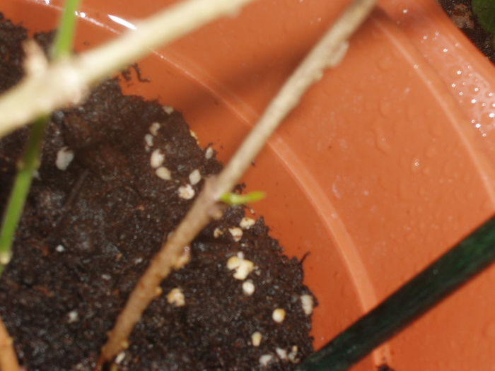 P1010033; lastari de hoya care deja inmuguresc
