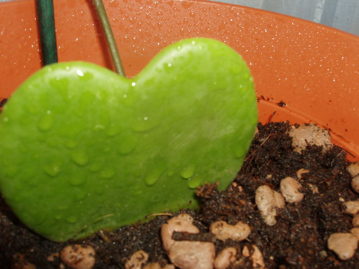 P1010036; hoya cherry
