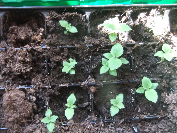 DSCF9164 - Paulownia 2015